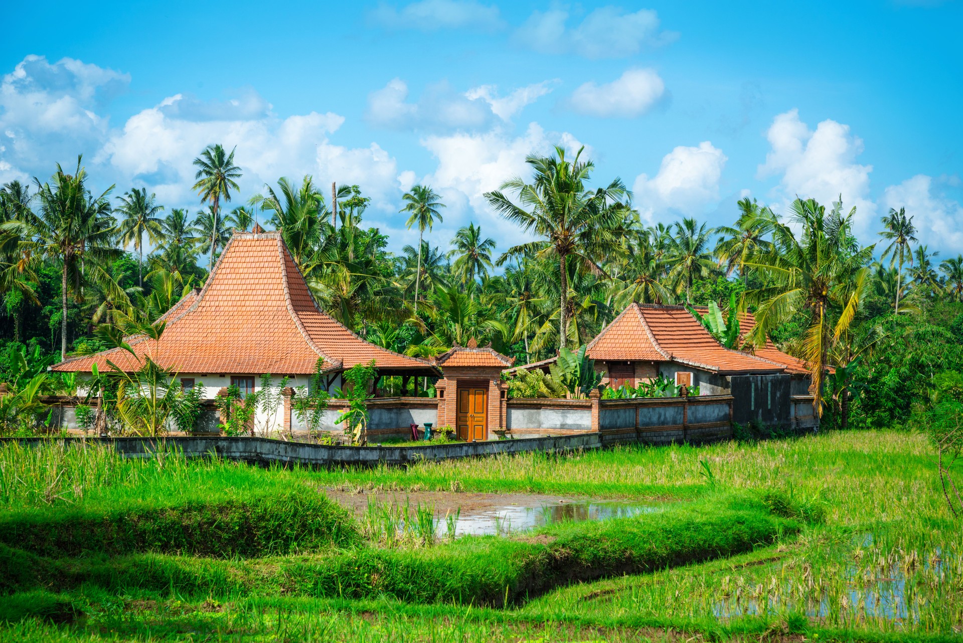 Traditional Bali House Surrounded by Lush Green Rice Fields and Palm Trees